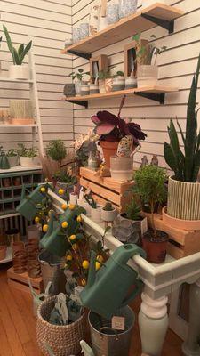 Beautiful plant and other gardening items