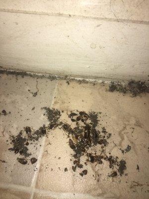 Roach infestation that won't go away. Pest control is MIA and management claims "it's okay because they are dead"...