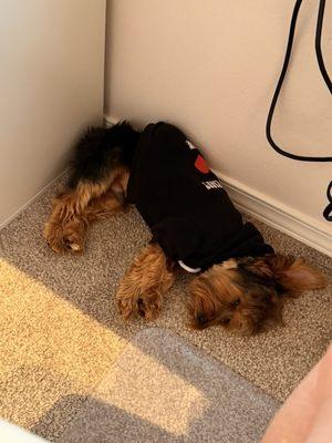 A Cut Above Dog Grooming