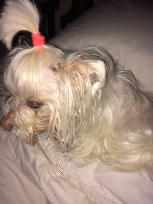 Downtown Animal Hospital