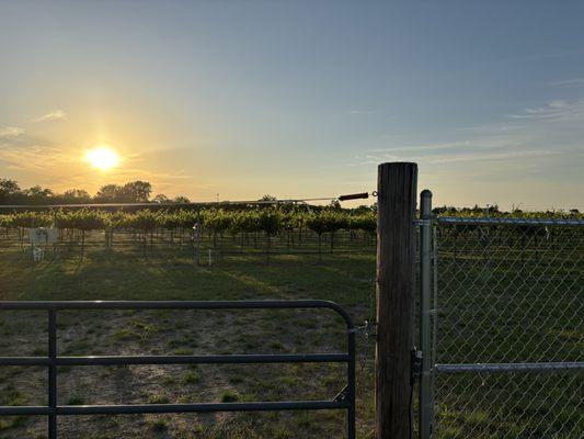 Vineyard & Winery located in the Sandhills of Hutchinson, KS