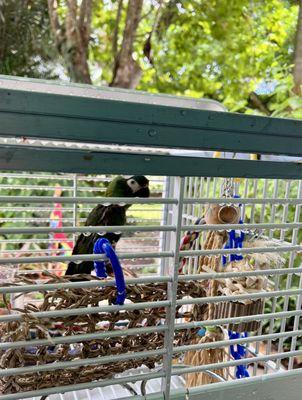 Rainforest Clinic For Birds