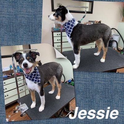 Edison Bark Grooming Salon