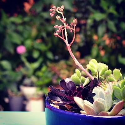 Republic of Succulents