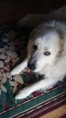 Clean+Dri Carpet Cleaning