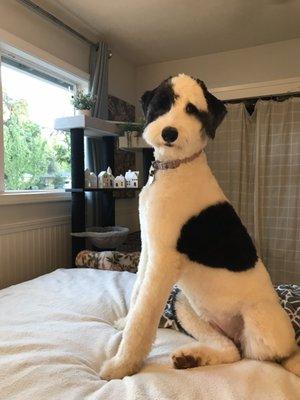 A Muttley Crew Pet Grooming