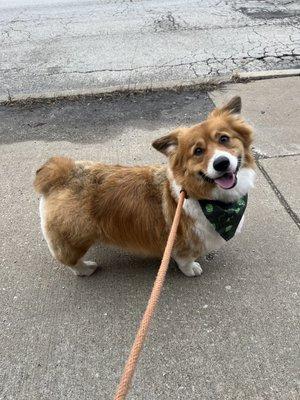 Top Flight Paw Salon