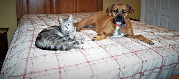 Here Duchess my old girl and her buddy the cat.