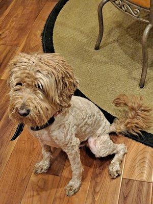 I prepaid $160 for a haircut, bath, and nail trimming. They only cut half of his hair and refuse to give me a refund.