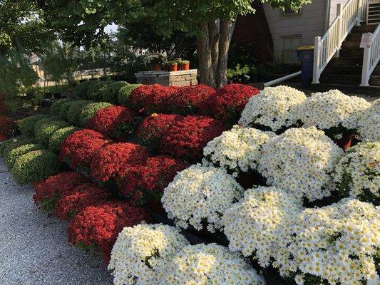 Mums galore!