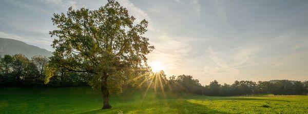 Phoenix Sun Tree Care