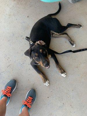 Meet Petro! The Parvo survivor. He also eats Rid-X for breakfast and rat poison for lunch. Dog's got 9 lives 