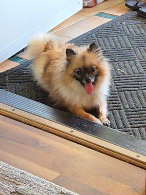 Shelter From The Storm Animal Rescue