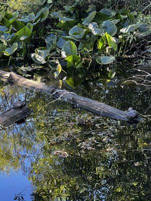 Tacoma Nature Center