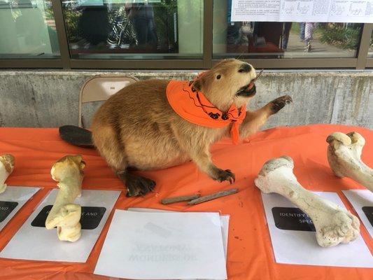 OSU beaver.... kinda creepy