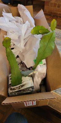 Pacific Epiphyllum Nursery