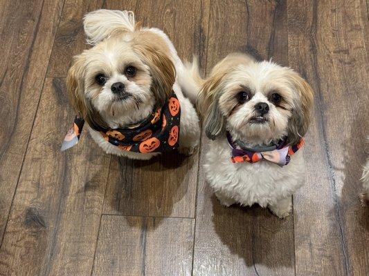 Randler's Dog Grooming Parlor