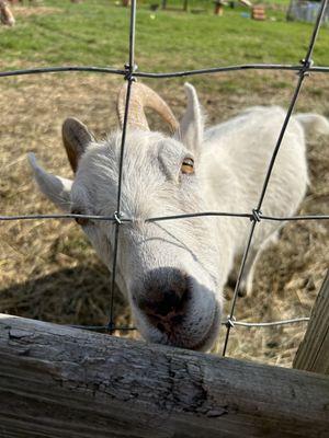Tiny Hooves Animal Sanctuary