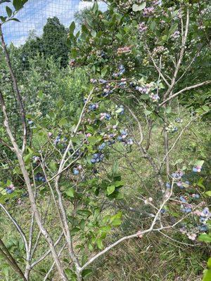 Greenfield's Forever