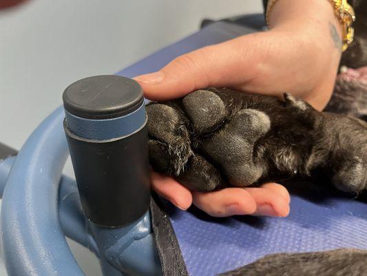 Wake Veterinary Medical Center