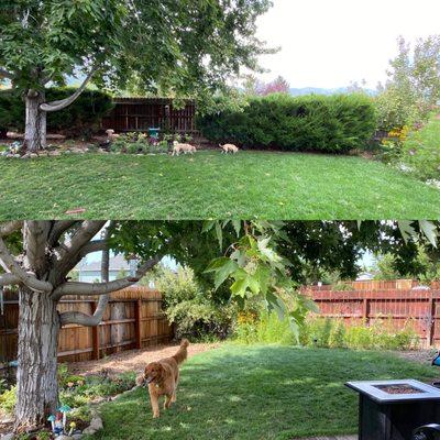 Junipers removed along the back fence