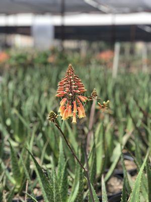 Blooming Valley Landscape