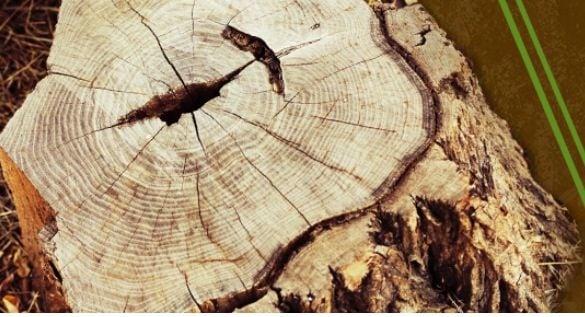 Timber Tree Services