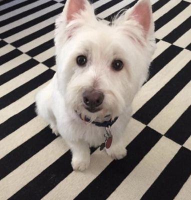 PeeWee looking amazing because of the Hound Lounge