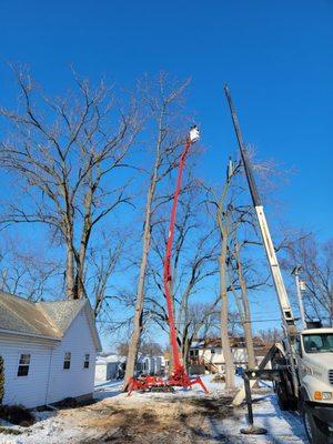 Mckay Tree Specialists