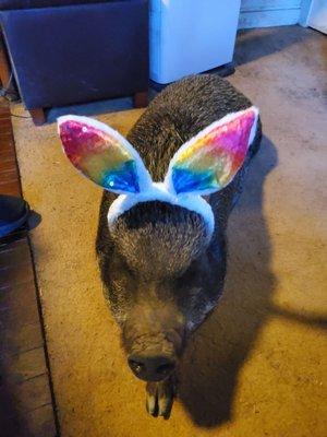 The next Cadbury bunny!