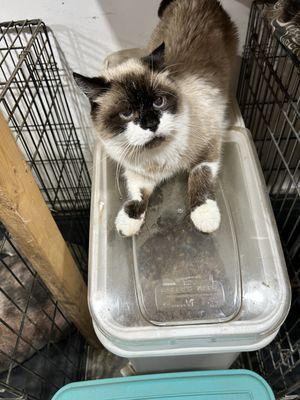 Crazy for Critters Pet Sitters