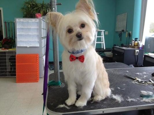 Featherle Pet Care Sterling