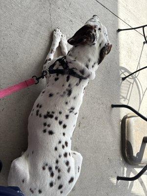 Mercer's Fresh Roasted Coffees