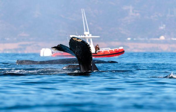 The best whale watching experience in Oceanside! Offering an intimate and personal experience with a maximum of six passengers.