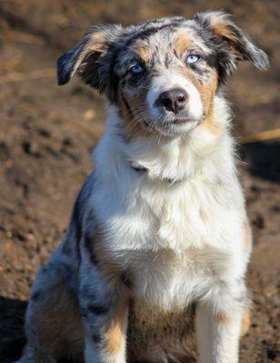Farm Dawgz Daycare & Boarding