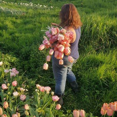 Linda cutting her specialty tulips to be used in her spring floral designs.