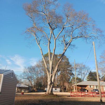 Jacks Family Tree Care