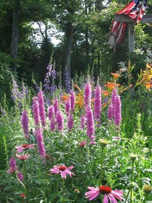 Cut flower gardens~~