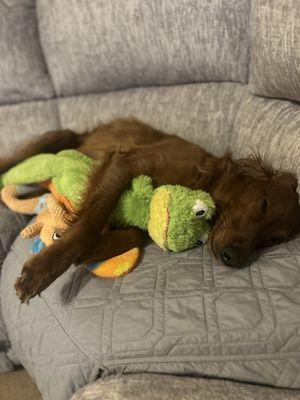 Ginger! With her toy-babies