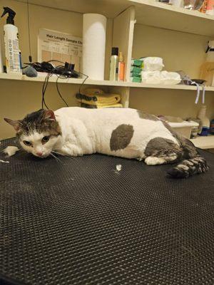 Tail Shaker Grooming