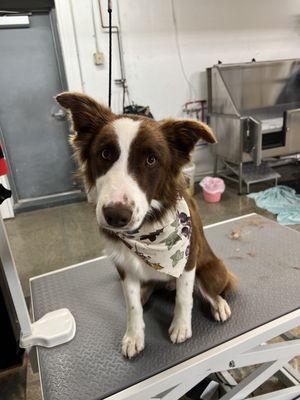 Bow-Wow Dog Grooming