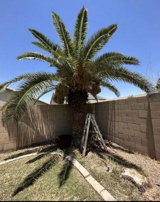 Los Tapatios Landscaping Services