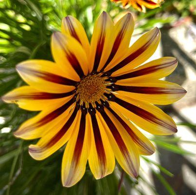 Nancy Maranan - Berkshire Hathaway