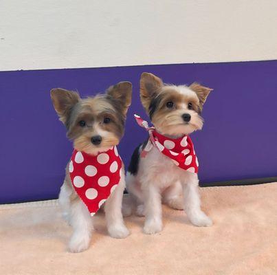 Anita’s Pets Grooming