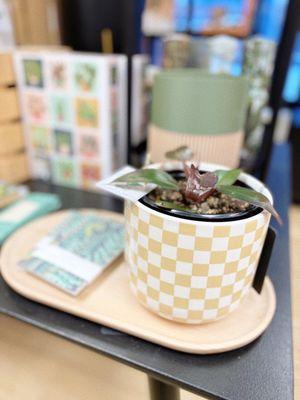 Discover unique plant varieties. Mix and match with modern + classic planters to fit your style