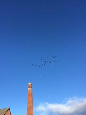 Ducks flying over the school on a nice day