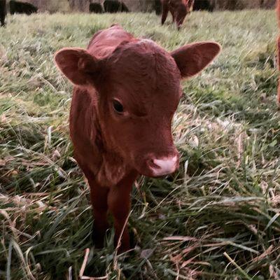 Ayers Valley Farm LLC