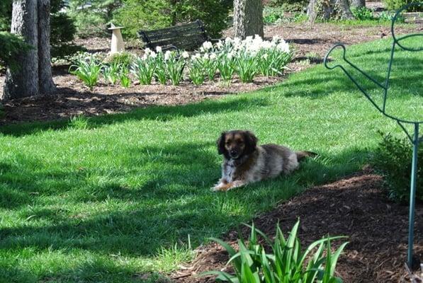 Green Thumb Brown Boots