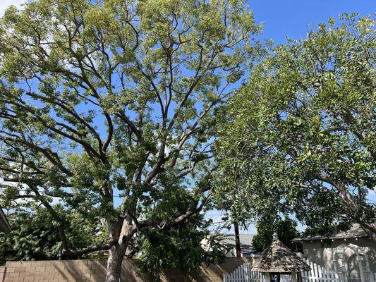 Specialized Tree Care & Landscape