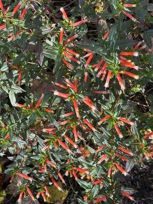 Baker's Village Garden Center & Gift Shoppe